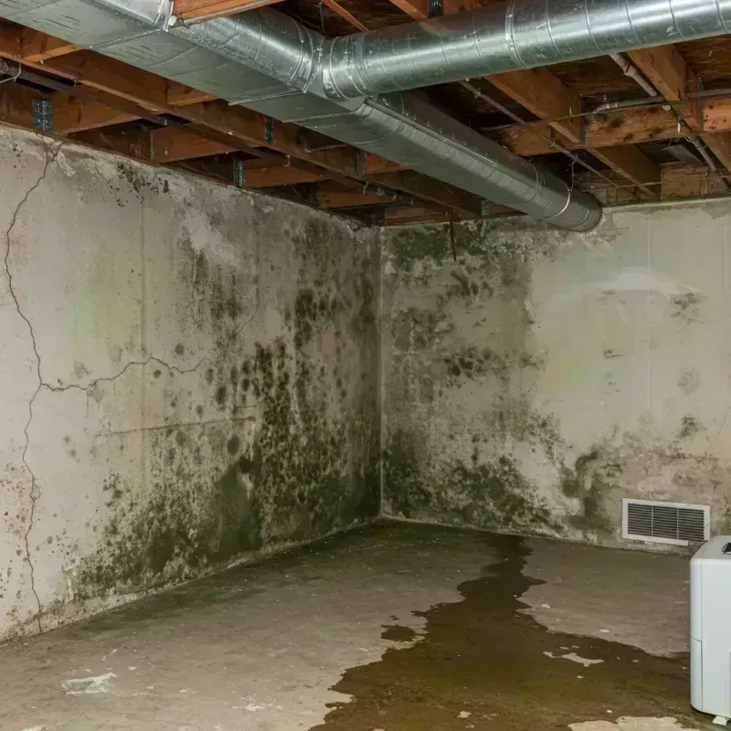 Professional Mold Removal in Delta, CO